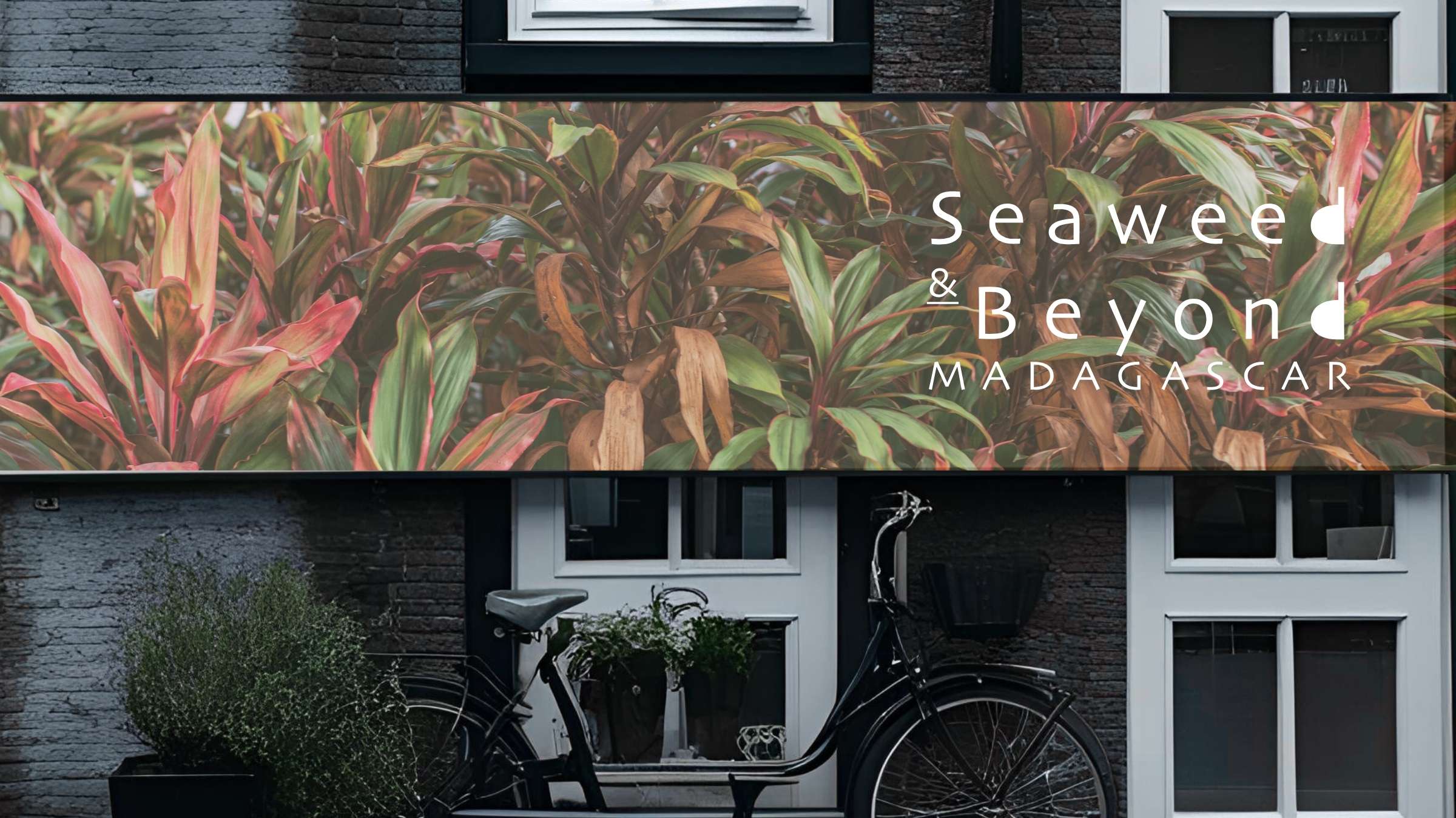 seaweed and beyond logo mockup by hlawulani Kalahari design studio